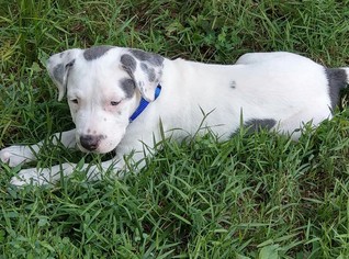 Medium Photo #1 American Pit Bull Terrier Puppy For Sale in Woodbridge, VA, USA