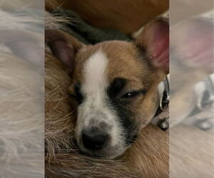 Rat-Cha Dogs for adoption in Grafton, WI, USA