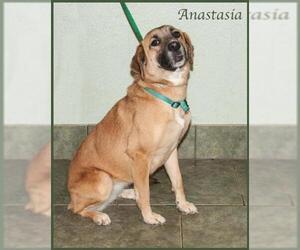 Mutt Dogs for adoption in Ada, OK, USA