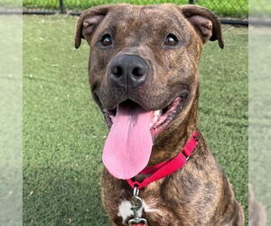 Mutt Dogs for adoption in Canton, CT, USA