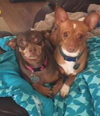 Chiweenie Dogs for adoption in Las Vegas, NV, USA