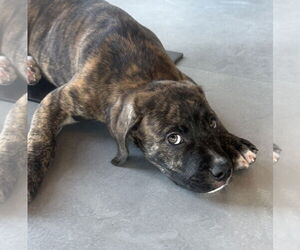 American Pit Bull Terrier-Unknown Mix Dogs for adoption in GILBERTS, IL, USA