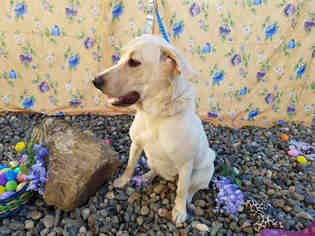 Labrador Retriever Dogs for adoption in Fairfield, CA, USA