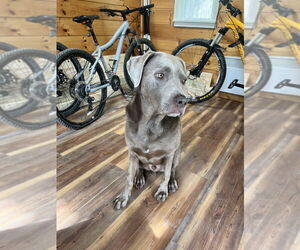 Labrador Retriever-Unknown Mix Dogs for adoption in Candler, NC, USA