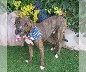 Mastiff-Unknown Mix Dogs for adoption in Oklahoma City, OK, USA