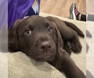 Labrador Retriever Dogs for adoption in Fort Worth, TX, USA