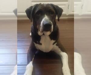 Basset Hound-Labrador Retriever Mix Dogs for adoption in Coppell, TX, USA