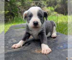 Australian Shepherd-Unknown Mix Dogs for adoption in Vail, AZ, USA