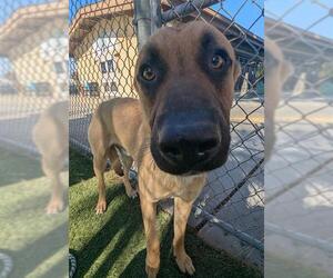 German Shepherd Dog Dogs for adoption in Downey, CA, USA
