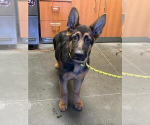 German Shepherd Dog Dogs for adoption in Santa Cruz, CA, USA