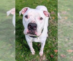 American Bulldog-Unknown Mix Dogs for adoption in Akron, OH, USA