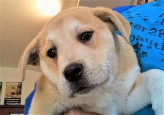 Golden Pyrenees Dogs for adoption in Arlington, TX, USA