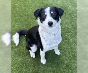 Mutt Dogs for adoption in Salinas, CA, USA