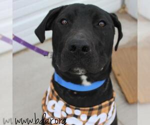American Pit Bull Terrier-Retriever  Mix Dogs for adoption in Cheyenne, WY, USA