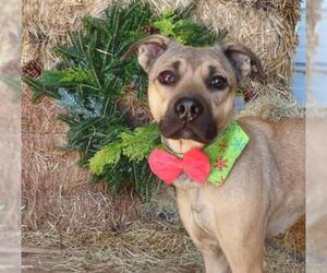 Black Mouth Cur Dogs for adoption in Oklahoma City, OK, USA