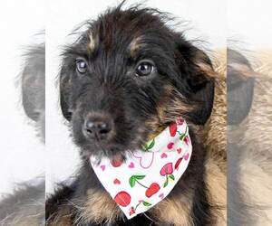 Retriever -Unknown Mix Dogs for adoption in Kennesaw, GA, USA