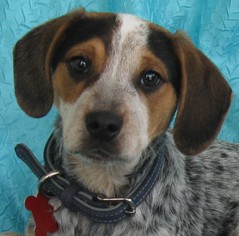 Medium Photo #1 Bagle Hound Puppy For Sale in Cuba, NY, USA