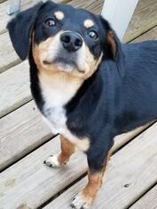 Doxle Dogs for adoption in Seminole, FL, USA