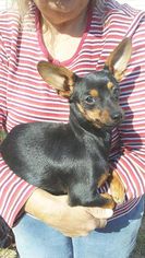 Chiweenie Dogs for adoption in Camden, SC, USA