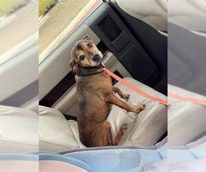 Mutt Dogs for adoption in San Antonio, TX, USA