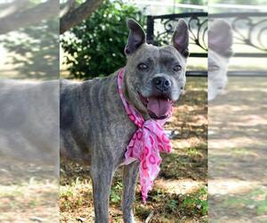American Pit Bull Terrier-American Staffordshire Terrier Mix Dogs for adoption in Arlington, VA, USA