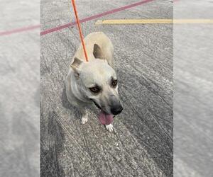 Labrador Retriever Dogs for adoption in Houston, TX, USA