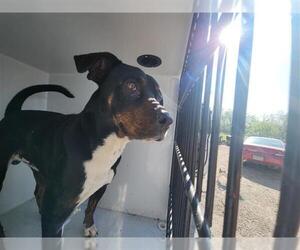 Beauceron-Unknown Mix Dogs for adoption in Houston, TX, USA
