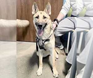 German Shepherd Dog Dogs for adoption in Houston, TX, USA