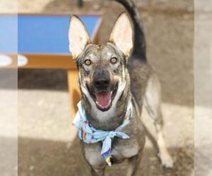 German Shepherd Dog-Unknown Mix Dogs for adoption in San Antonio, TX, USA