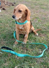 Beagle Dogs for adoption in Wallops Island, VA, USA