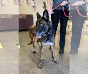Mutt Dogs for adoption in Imlay City, MI, USA