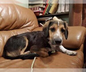 Basset Retriever Dogs for adoption in Tampa, FL, USA