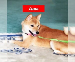 Shiba Inu Dogs for adoption in West Hollywood, CA, USA