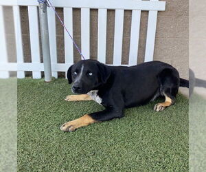 Australian Cattle Dog-Unknown Mix Dogs for adoption in Modesto, CA, USA