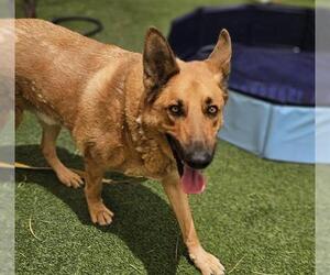German Shepherd Dog-Unknown Mix Dogs for adoption in Las Vegas, NV, USA