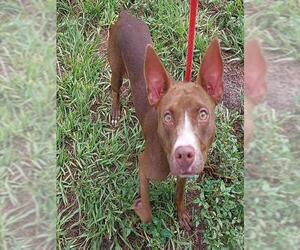 Whippet Dogs for adoption in Fort Lauderdale, FL, USA
