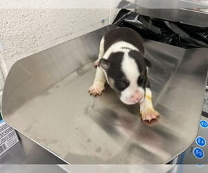 German Shepherd Dog-Unknown Mix Dogs for adoption in San Bernardino, CA, USA