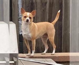 Chihuahua Dogs for adoption in Lake Forest, CA, USA