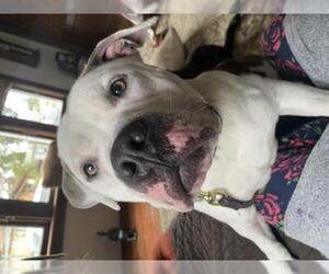 American Bulldog Dogs for adoption in danville, CA, USA