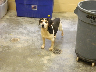 Beagle Dogs for adoption in Pikeville, KY, USA
