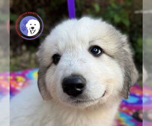 Great Pyrenees Dogs for adoption in Spring, TX, USA
