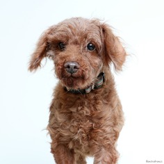 Poodle (Miniature) Dogs for adoption in Eden Prairie, MN, USA