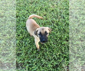 Labrador Retriever-Unknown Mix Dogs for adoption in Royal Palm Beach, FL, USA