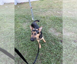 German Shepherd Dog Dogs for adoption in Plantation, FL, USA