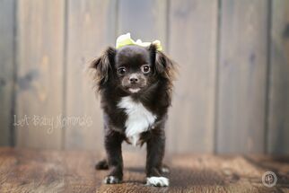 Chihuahua Dogs for adoption in Shreveport, LA, USA