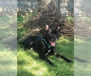 Akita Dogs for adoption in Sheboygan, WI, USA