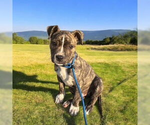 American Pit Bull Terrier Dogs for adoption in Menifee, CA, USA