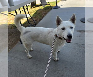 Siberian Husky Dogs for adoption in Long Beach, CA, USA