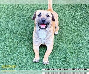 American Pit Bull Terrier-Unknown Mix Dogs for adoption in West Palm Beach, FL, USA