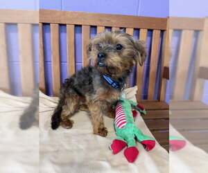 Mutt Dogs for adoption in Genesee, WI, USA